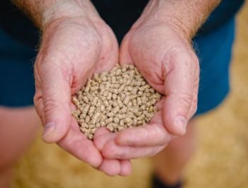 Farmer with grain in hands